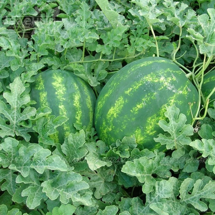 Васко F1 / Vasko F1,62-65 дней фото 1