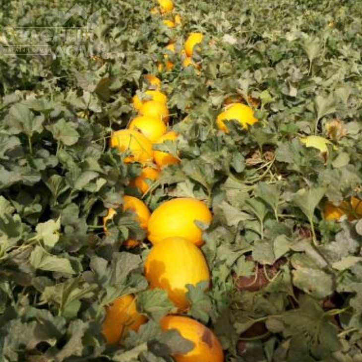 Каррера F1 / Karrera F1, 80-85 днів фото 3