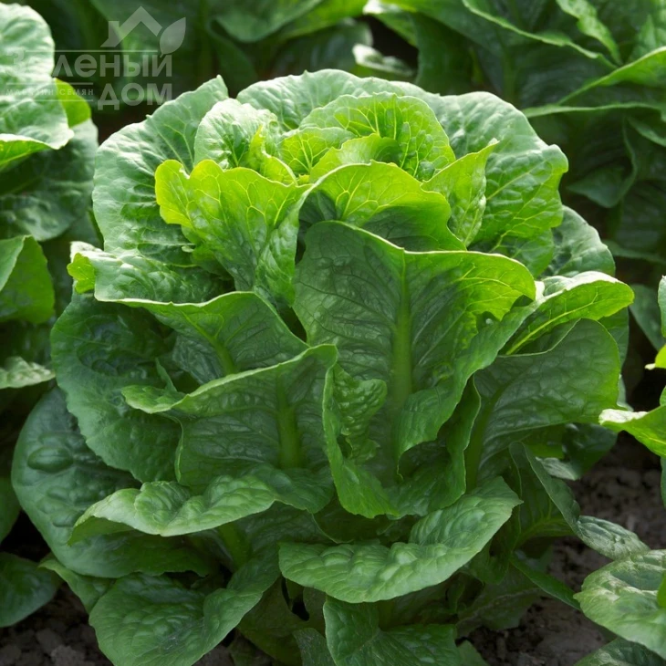 Клаудиус / Claudius фото 1