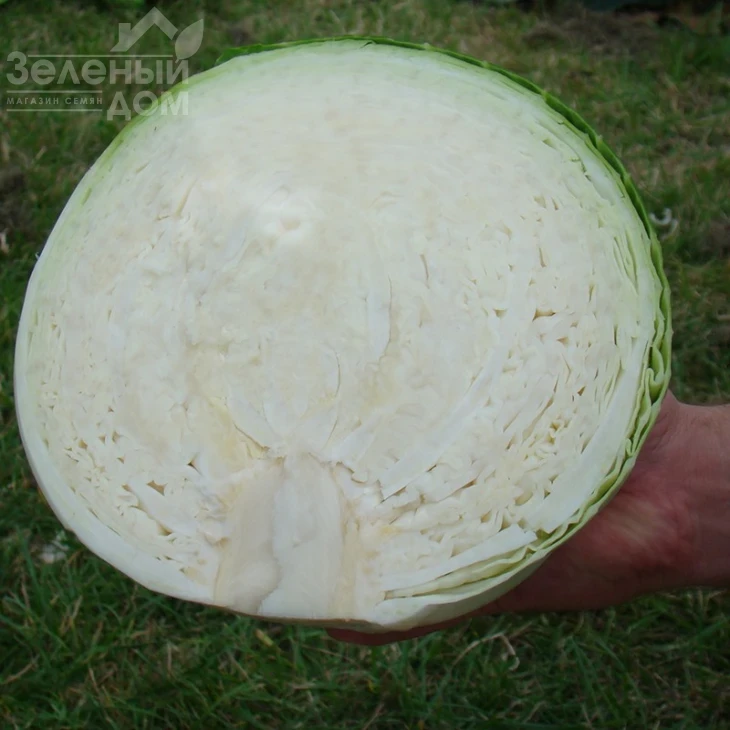 Центурион F1 / Centurion F1,100-110 дней фото 3