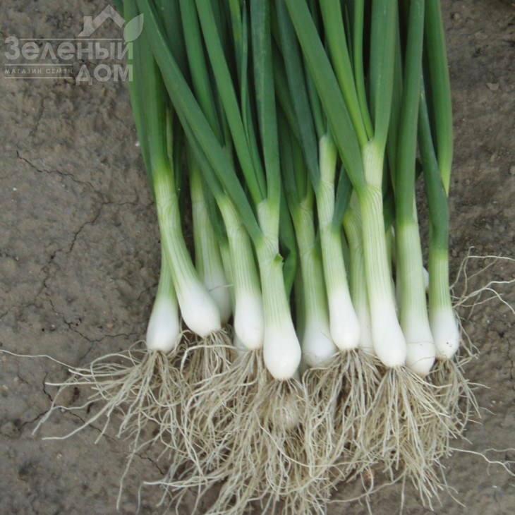 Параде / Parade,65-80 днів фото 1
