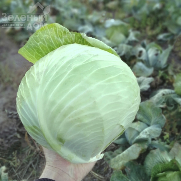 Бігестор F1 / Bigestore F1, 115-120 днів фото 2