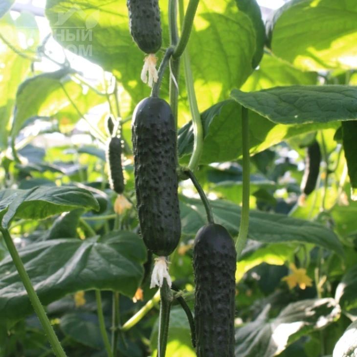 ТС 17-0311 F1 / TS 17-0311 F1 фото 3