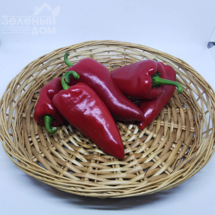 Магус F1 / Magush F1 ,60-65 днів фото 2