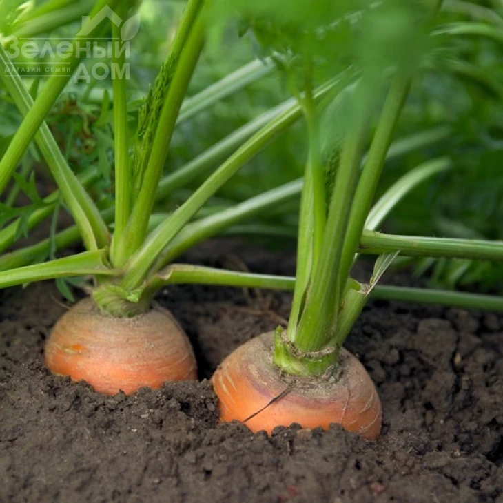 Трафорд F1 / Trafford F1,130-140 дней фото 2