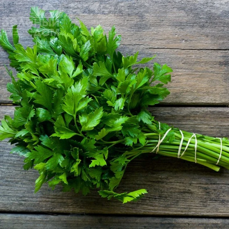 Итальянский гигант / Italian Giant фото 1