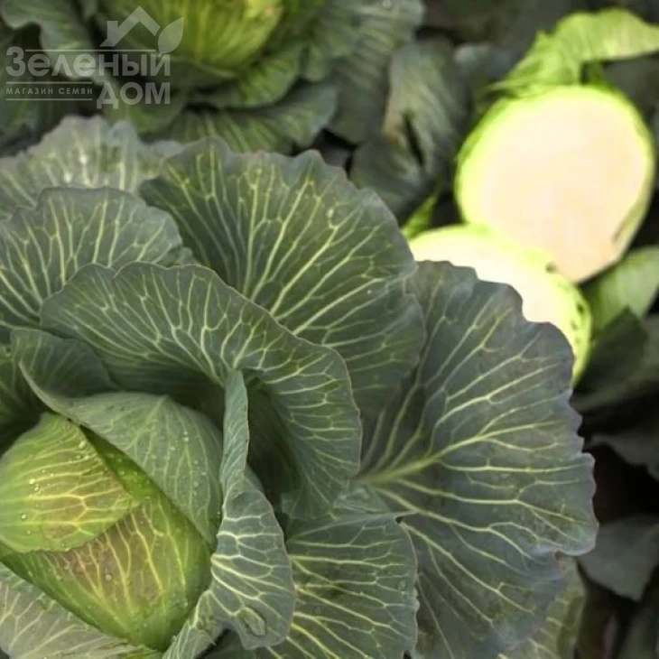 Килатон F1 / Kilaton F1,130-135 дней фото 1