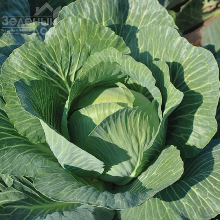 Кабинет F1 / Cabinet F1, 130-135 дней фото 1