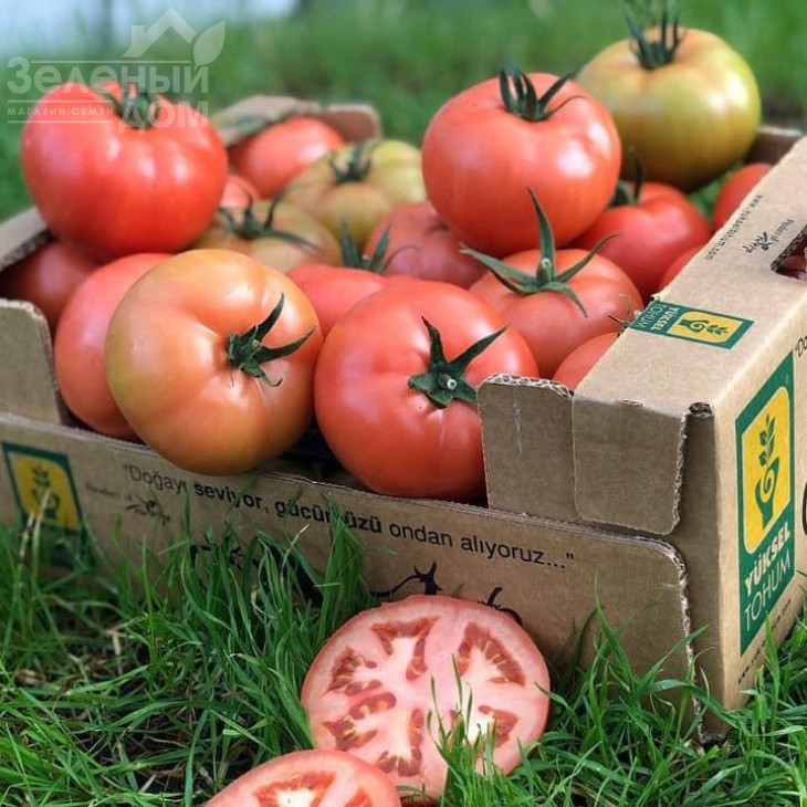 Пінк Нагетс F1 / Pink Nagets F1 фото 4