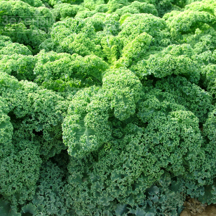 Кадет / Kadet,120 днів фото 1