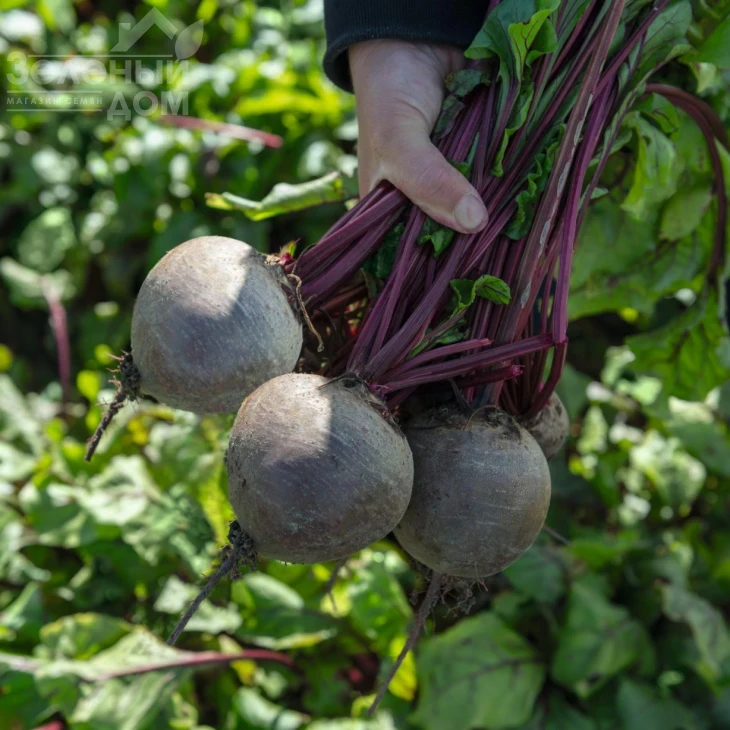 Бикорес / Bikores,120-125 дней фото 1