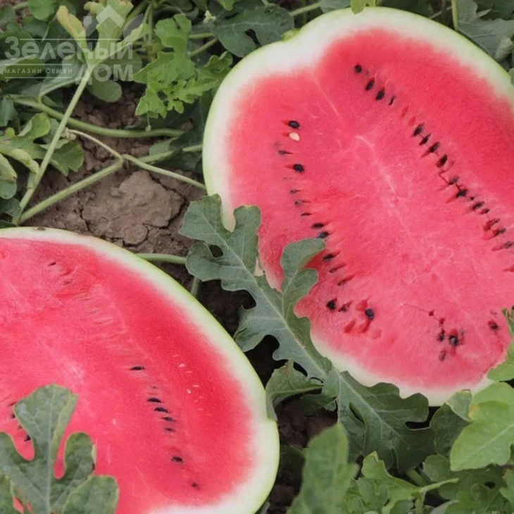 Бомбер F1 / Bomber F1 фото 2