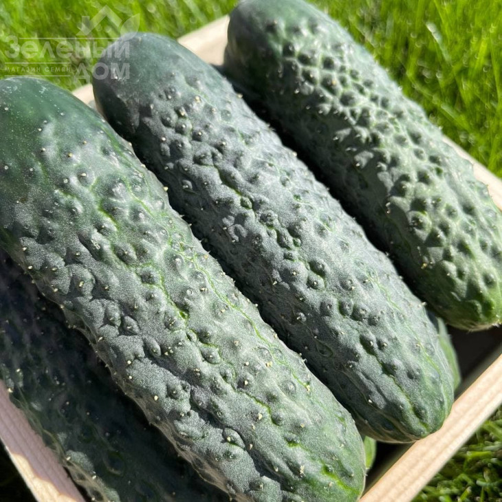 Пікскор F1 / Pikskor F1 фото 1