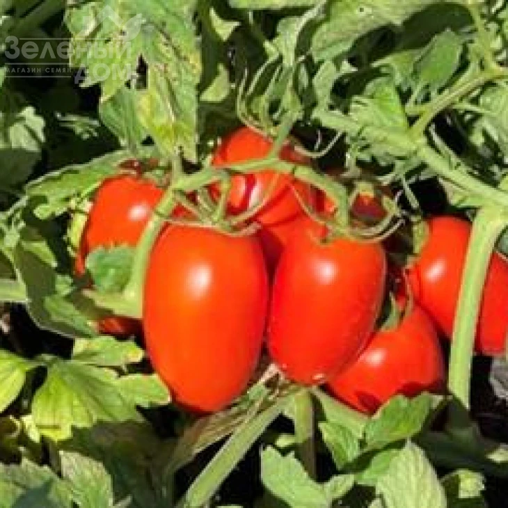 Филикса F1 / Filiksa F1 фото 1