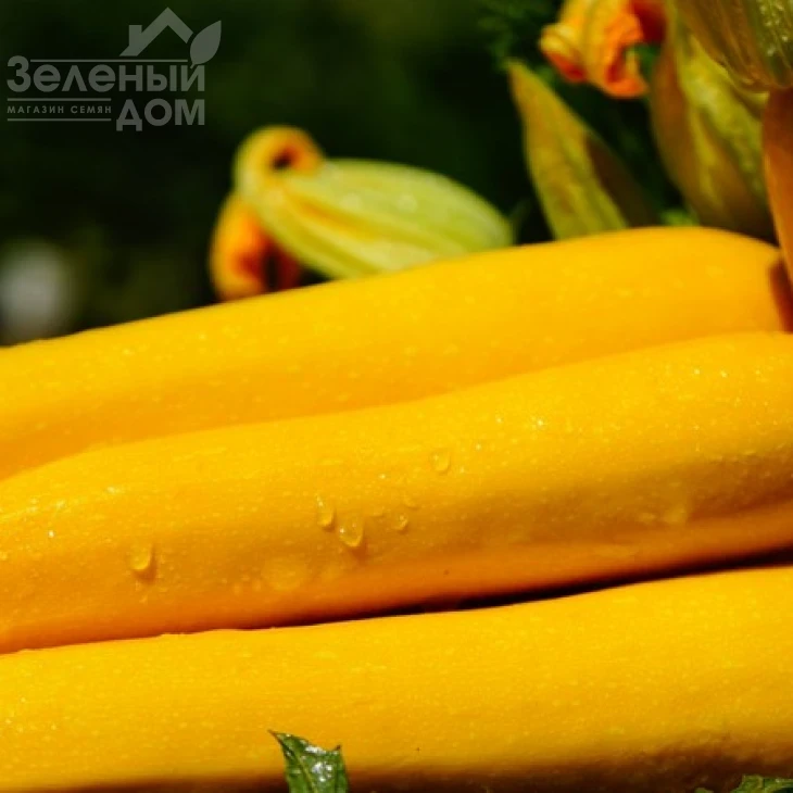 Санлайт F1 / Sunlight F1,40-45 дней фото 4