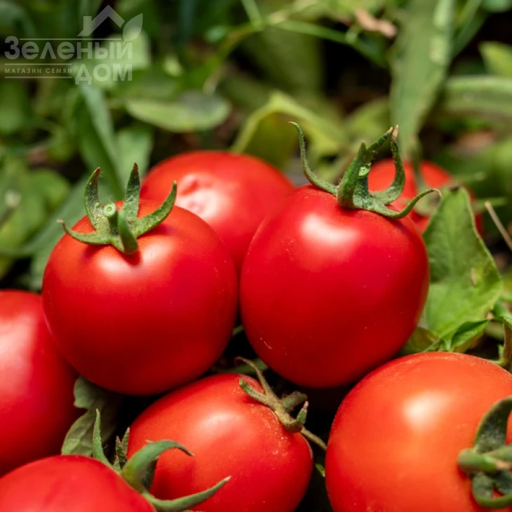 Джеральдина F1 / Dzheraldina F1, 60–65 дней фото 1