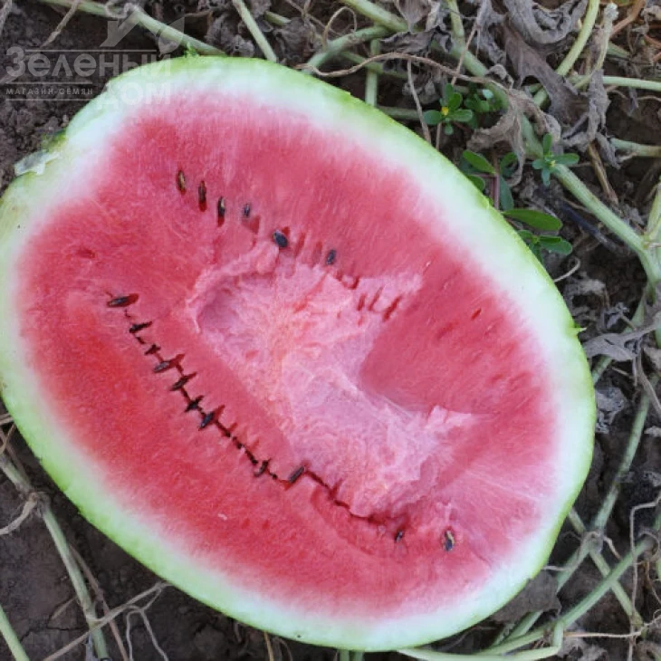 Дата F1 / Data F1, 70-73 дня фото 1