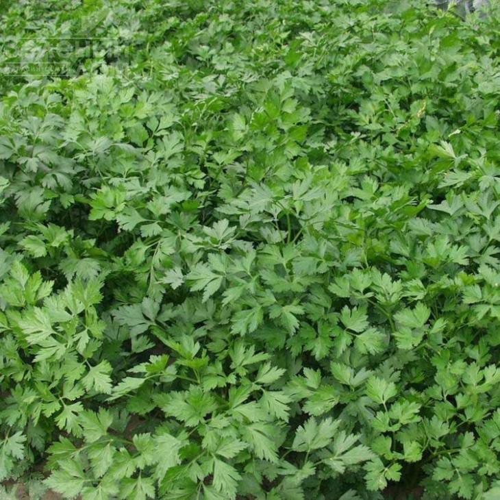 Гіганте Де Італія / Gigante D’Italia фото 1