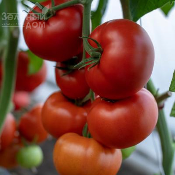 Жаміля  F1 / Zhamiliya F1 фото 1