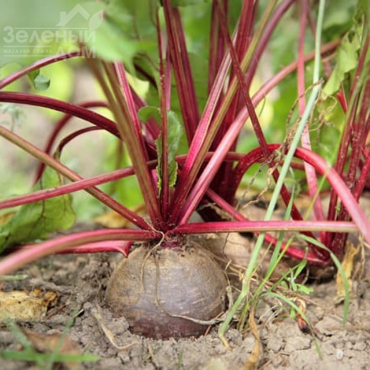 Ред Шайн / Red Shine, 75-90 днів фото 1