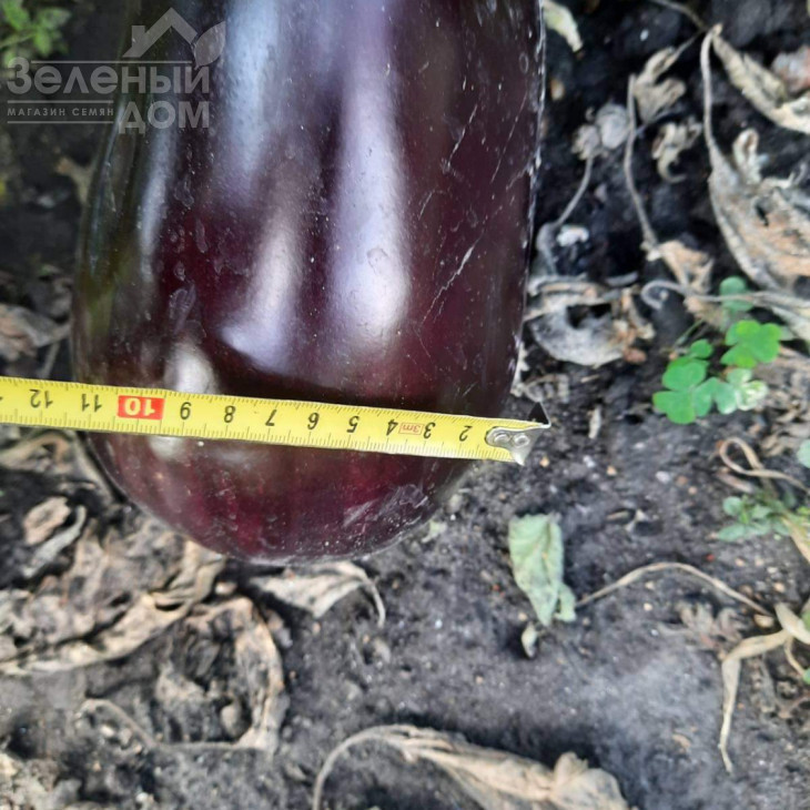 Регтайм (INX 804) F1 / Regtime (INX 804) F1,80-85 днів фото 3