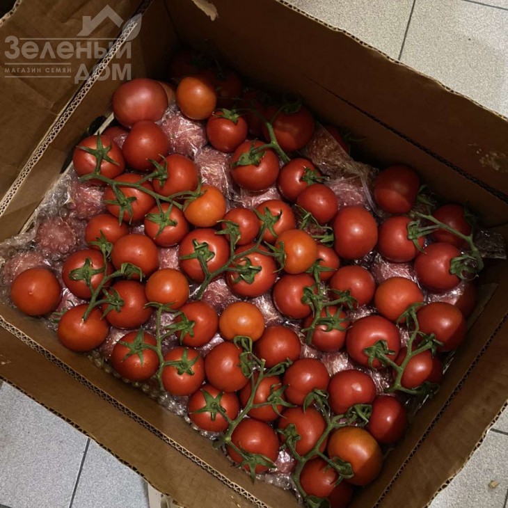 Маско F1 / Masco F1,75 днів фото 5