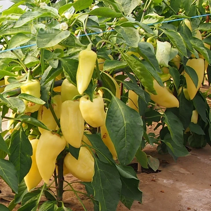 Монанта / Monanta,95-100 дней фото 1