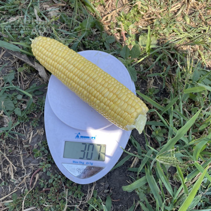 Апачі F1 / Apachi F1, 62-65 днів фото 2