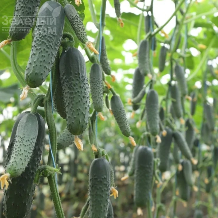 Синклер F1 (КС 80 F1) / Sinkler F1 (KS 80 F1),45-50 дней фото 1