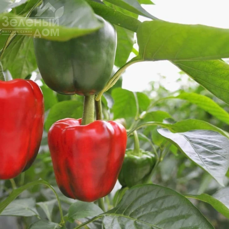 Ред Вондер F1 / Red Wonder F1,60-70 дней фото 1