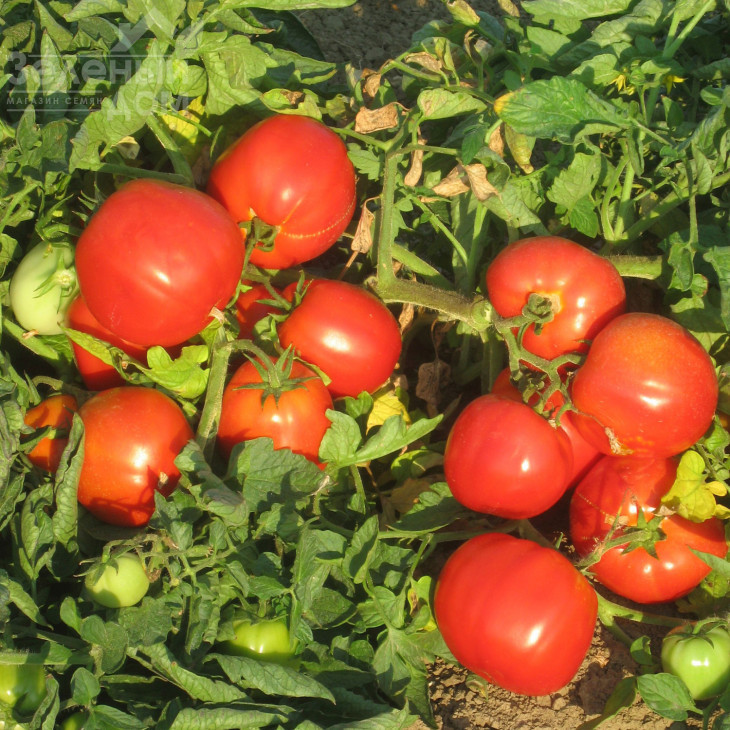 Бравадо F1 / Bravado F1,95-100 днів фото 1