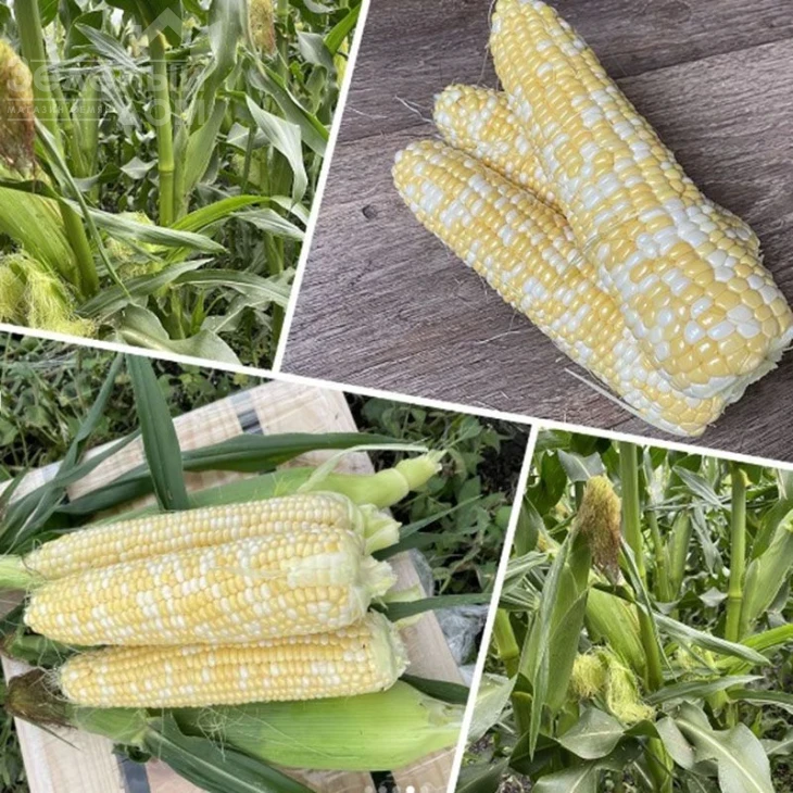 Эскорт F1 / Escort F1,76 дней фото 3