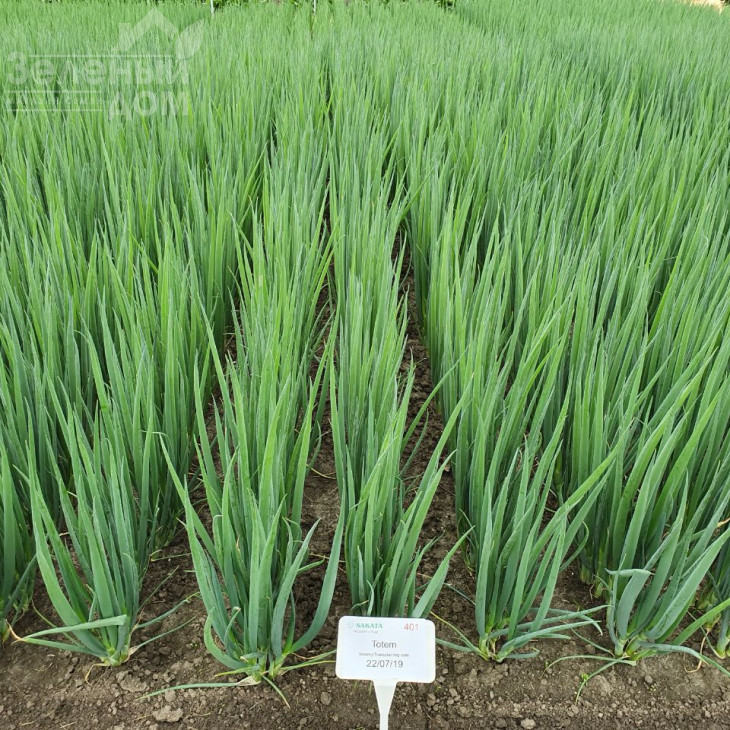 Тотем / Totem фото 2