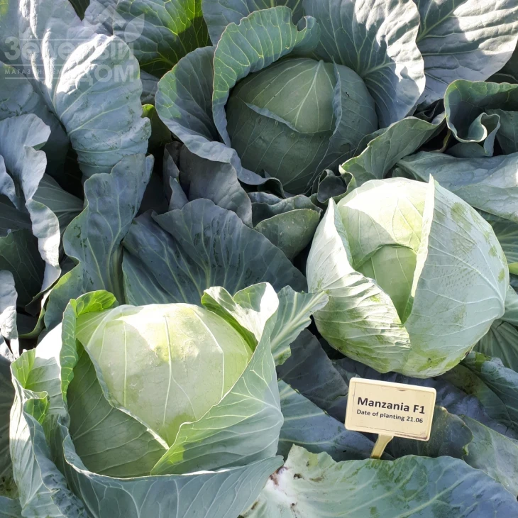 Мензания F1 / Menzania F1,115 - 120 дней фото 4