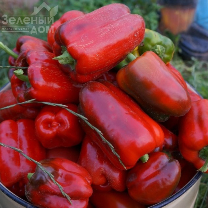 Каліфорнійське диво / Californian chudo,125-130 днів фото 1