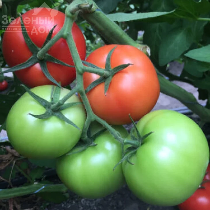 Песадо F1 / Pesado F1,100 дней фото 5