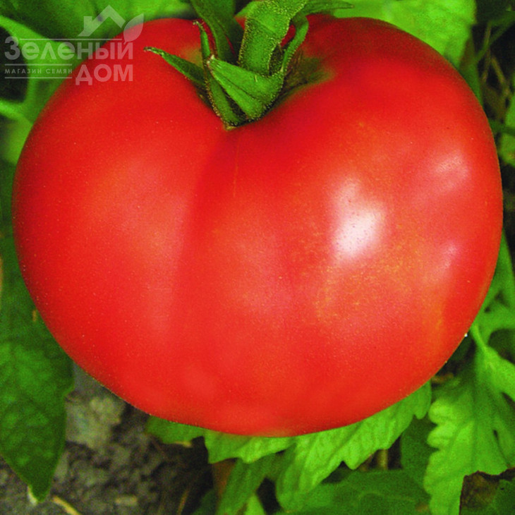 Волгоградський 5/95 / Volgogradskiy 5/95 фото 1