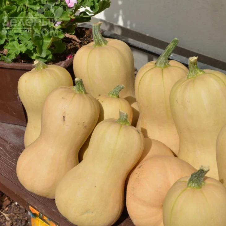 Лисция / Lisciy,70-80 дней фото 1