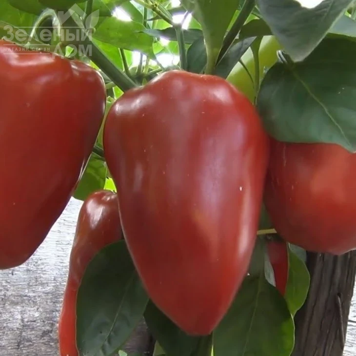 Алексий / Aleksiy,110-115 дней фото 3