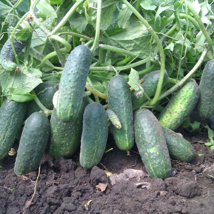 Надєжда F1 / Nadeshda F1,38-40 днів фото 1