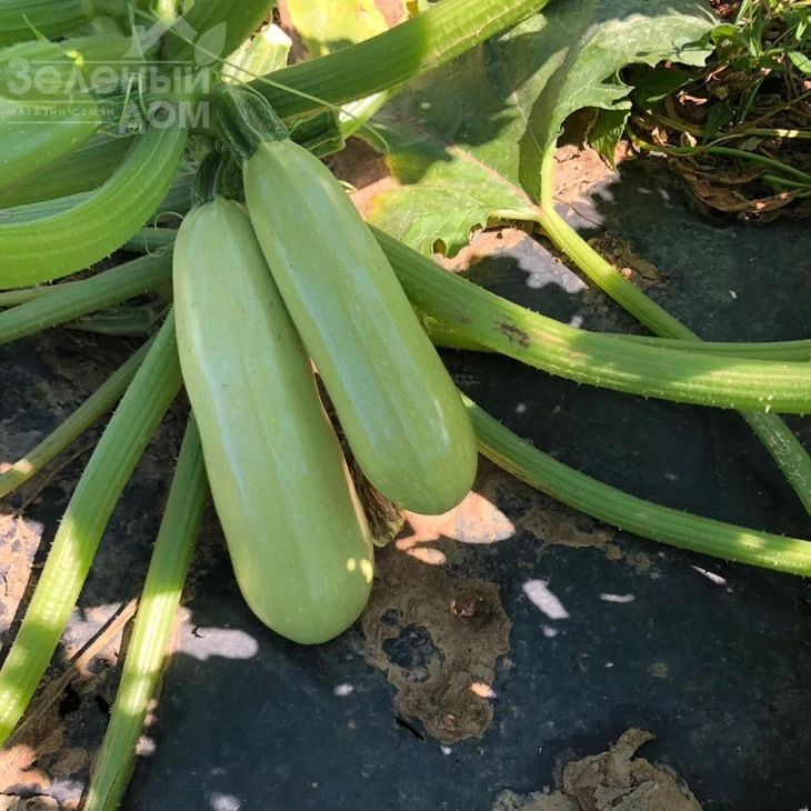 Теренум F1 / Terenum F1, 42 дня фото 5