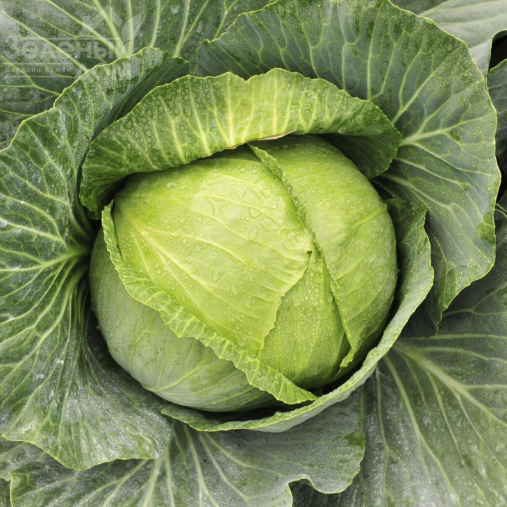 Бруно F1 / Bruno F1,80 днів фото 1