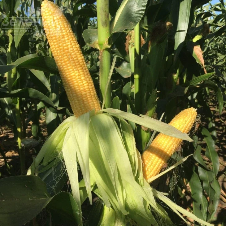 Оватона F1 / Ovatona F1,73 дня фото 1