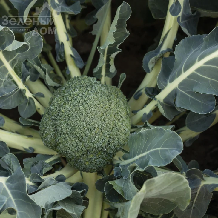 Батавия F1 / Batavia F1,65-68 дней фото 2