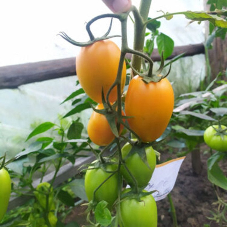 Ремембе F1 / Remembe F1,100 днів фото 1