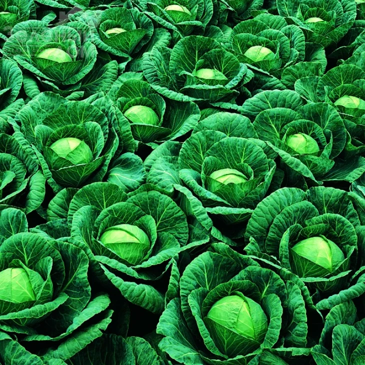 Ринда F1 / Rinda F1,75-85 дней фото 1