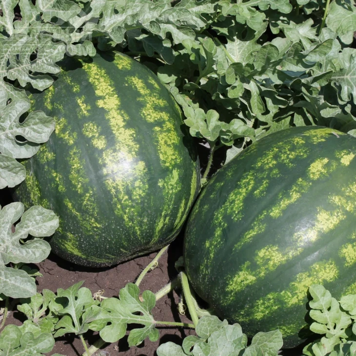 Бархан F1 / Barkhan F1 фото 1