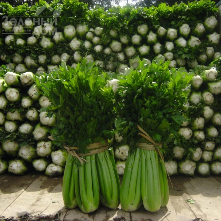 Танго / Tango,80 дней фото 1