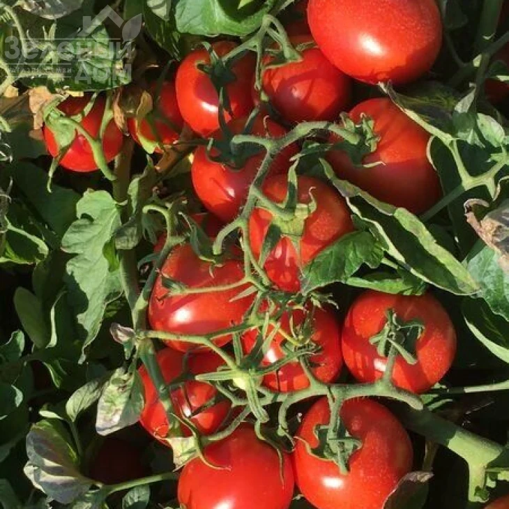 Н6438 F1 / N6438 F1 фото 6