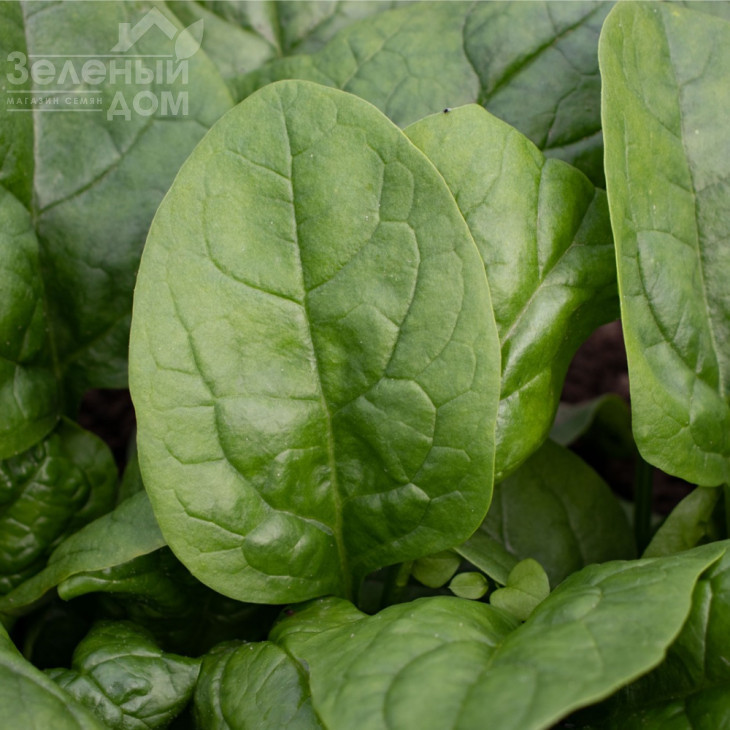 Кросстрек F1 / Krosstrek F1 фото 1